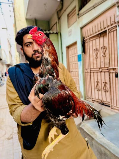 Aseel pair four sell