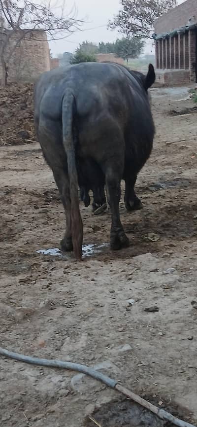 4 soy soni hy achi nasal ki