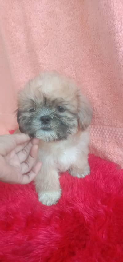 shih tzu puppy male