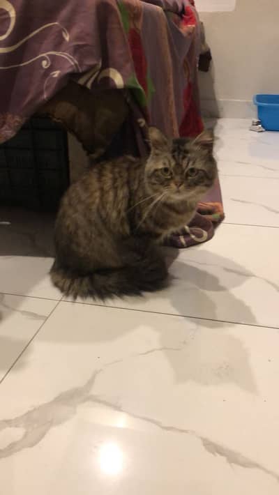 Fluffy Persian Type Cat Available – Ghar Palti Hui