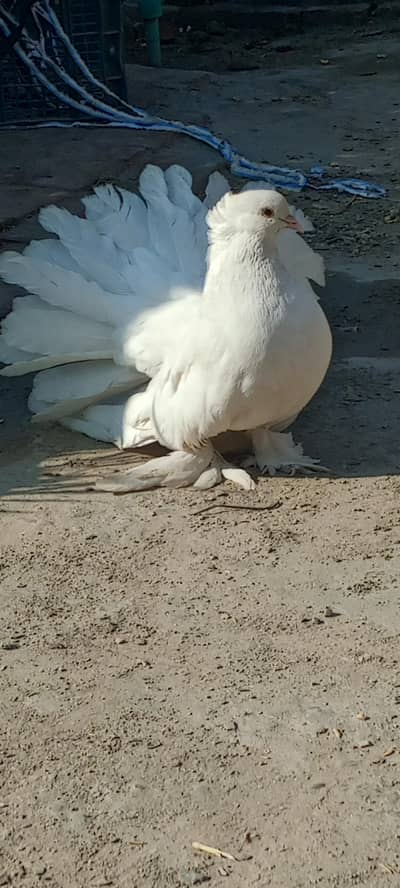 American fentail. . jerman line . homer saddle