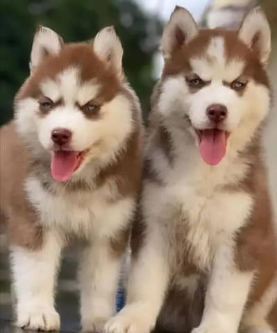 husky puppies 03425137217