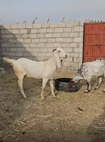 Femal goat