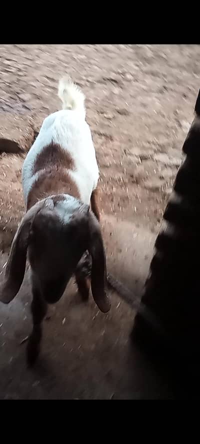 total dhacha khubsurat ek bakra