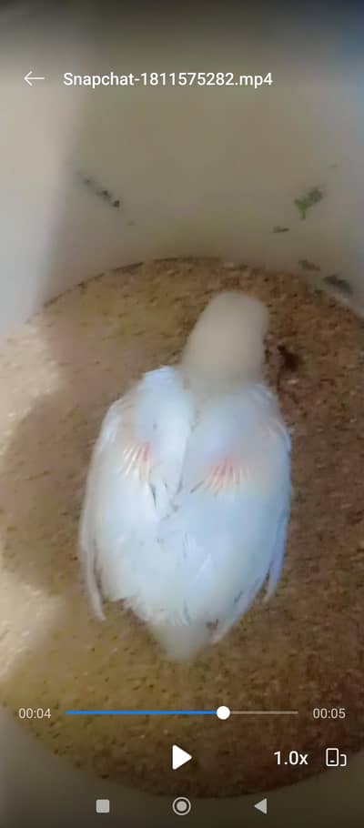 paper white aseel chuza