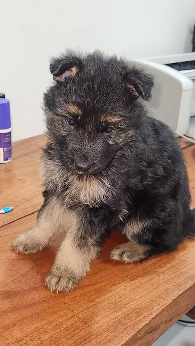 German shepherd puppy