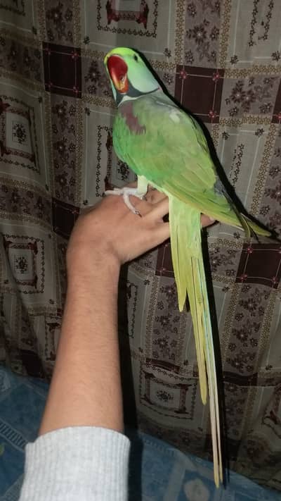Fully lovely Hand Tame Adult Male Raw Parrot For Sale In Lahore