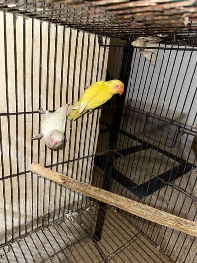 love Bird pair