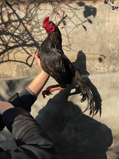 Aseel murgha lasani mushka