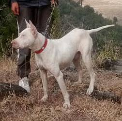 gultair male for sale