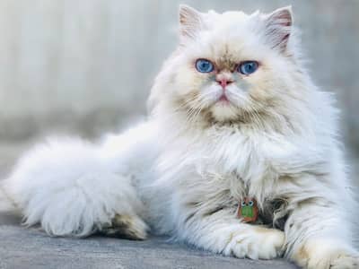 Extreme Punch Face (Peki Bloodline)