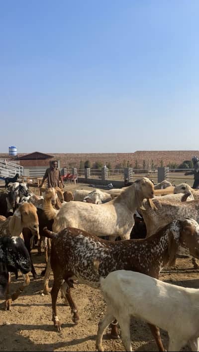 Bakra | Makhi Cheena | Beetal | Kajla | Mundray | Teddy |Qurbani 2026