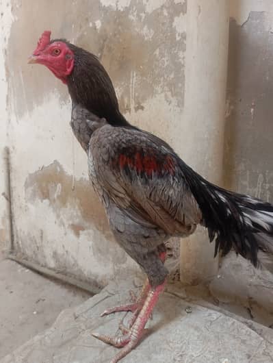 Aseel but lush chz hai