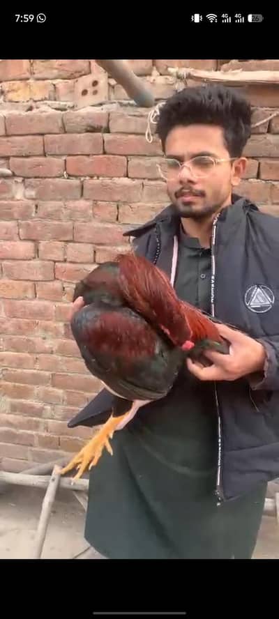 Aseel shooq 03076748257