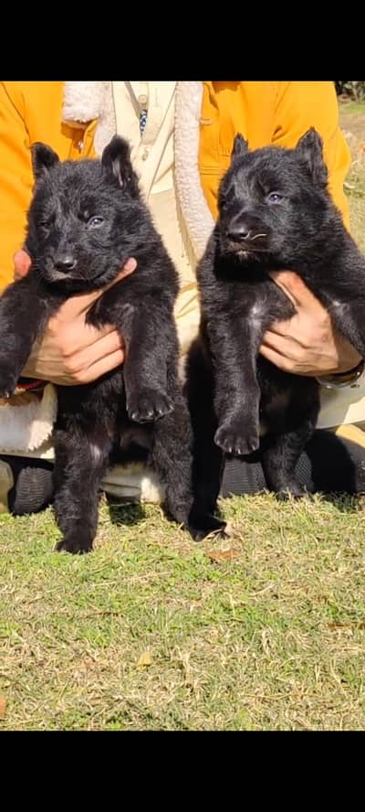 pure black shefered long coat pier male and female age 45 days