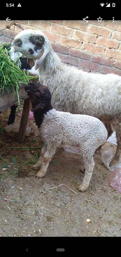 sheep with 1kid 03234438191
