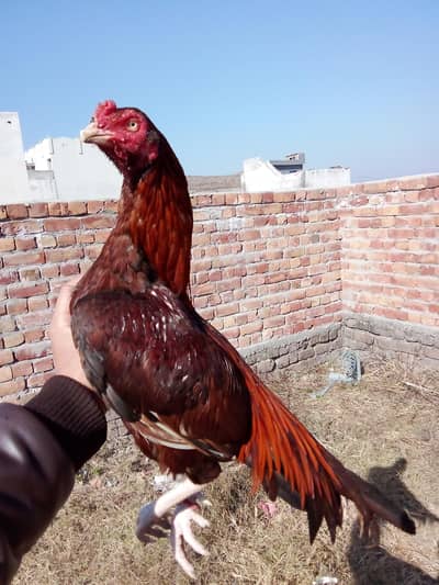 mozboot jor han achey quality wali chez ha 0317.9682. 115