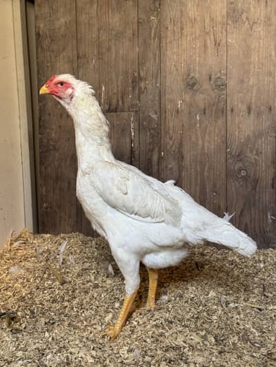 White shamo trio egg laying