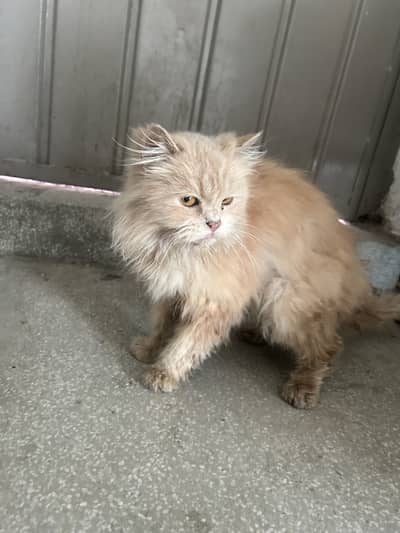 For sale urgent sale with penjara