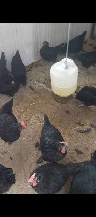 Lohman black eggs laying hen