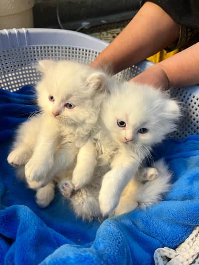Persian kitten pair for sale