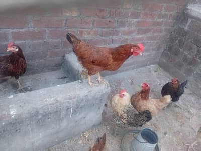 hens for sale