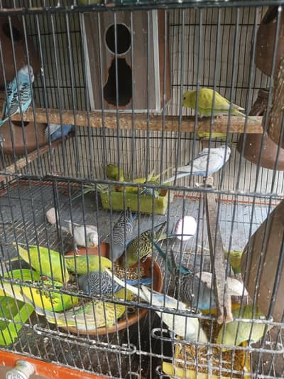 Australian  breeder pair and single for sale on a reasonable price