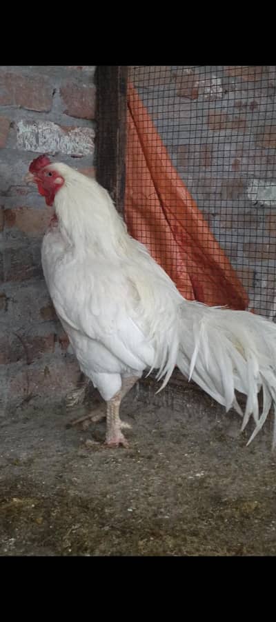 HIGH QUALITY WHITE MIANWALI BREEDER
