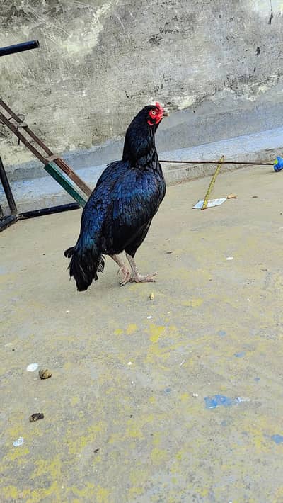 lassani muskhi madi high qulily