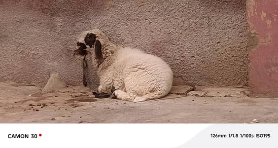 DUMBA for sale urgent