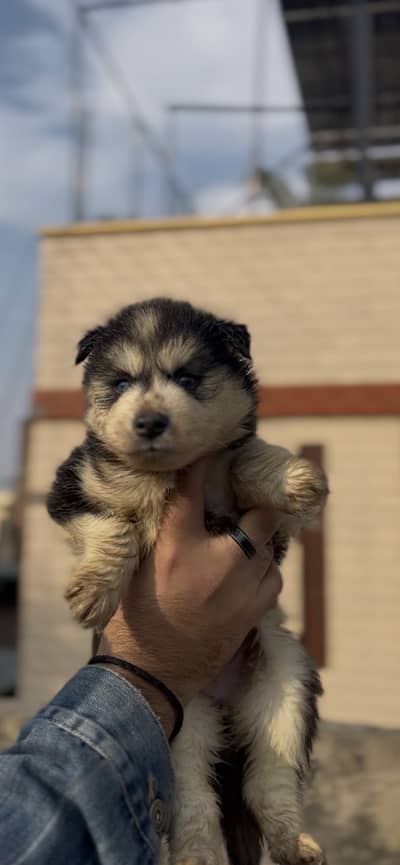 Husky female puppies available for sale