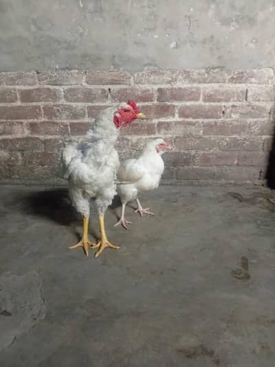 heera aseel paper white