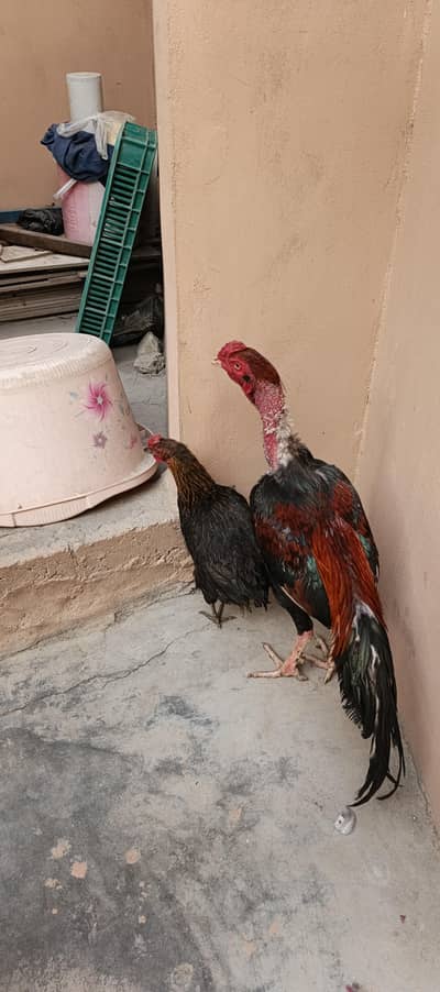 hens murga & murgi for sale