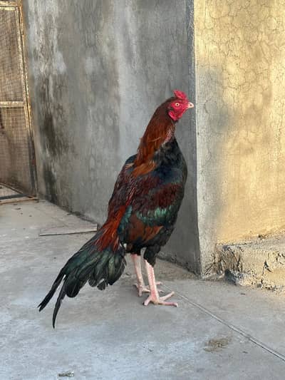 aseel murgha for sale lahka murgha