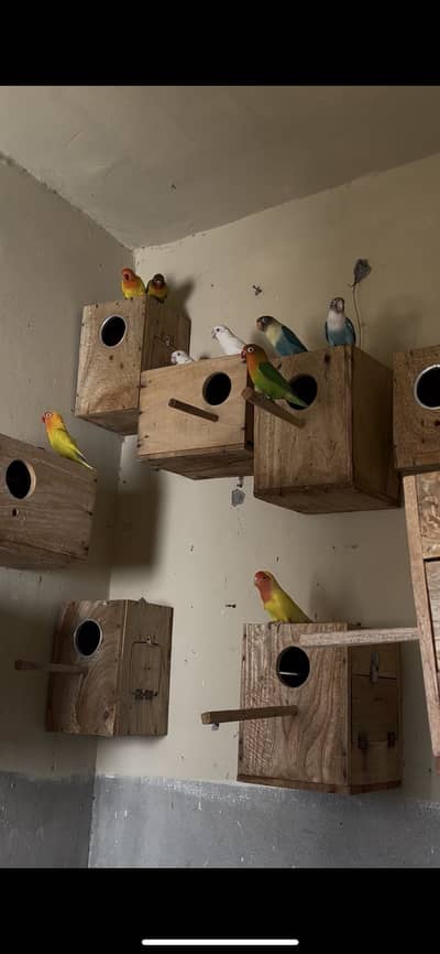 Some colour love bird breeder pairs for sale
