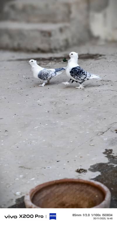 sentient breed pair guaranteed pair 4 sell