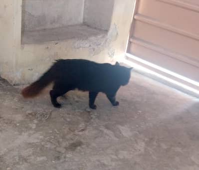 Beautiful dark brown Male Cat for Sale – 1 Year Old