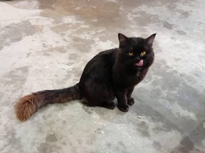 Persian double coated Cat for Sale