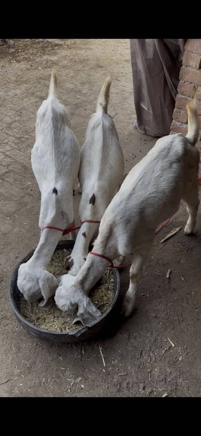 Rajanpur Bread Goats