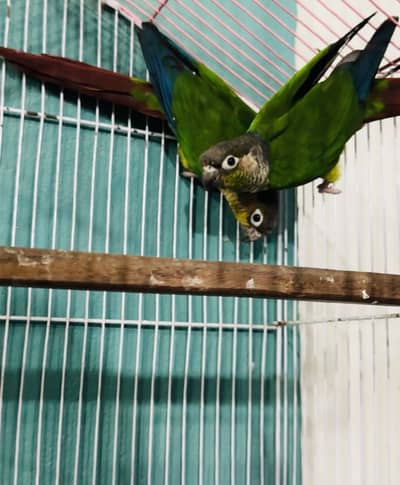 Green cheek conure breeder pair