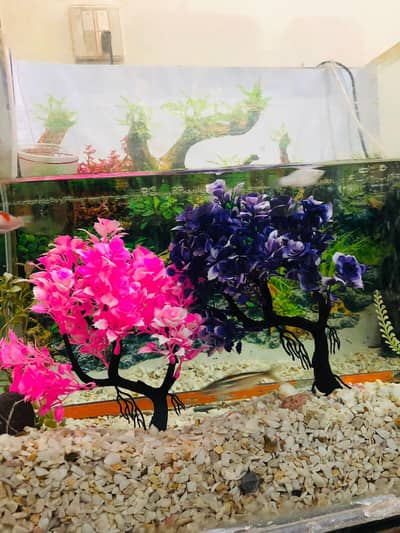 Aquarium & fishes &Table