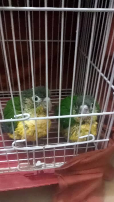 2 co noure baby for sale