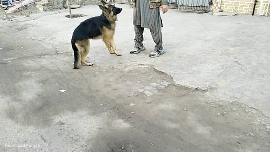 Garman shaft dog double cort