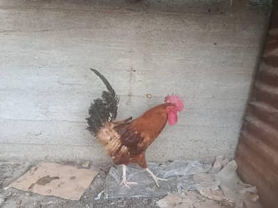 URGENT SALE OFFER ! ONLY 3500: