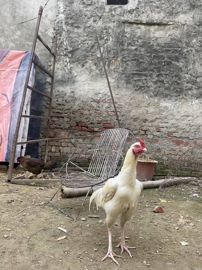 Aseel Heera murga for sale 03264309582