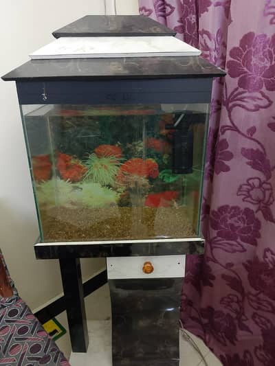 Aquarium with wooden stand and internal filter