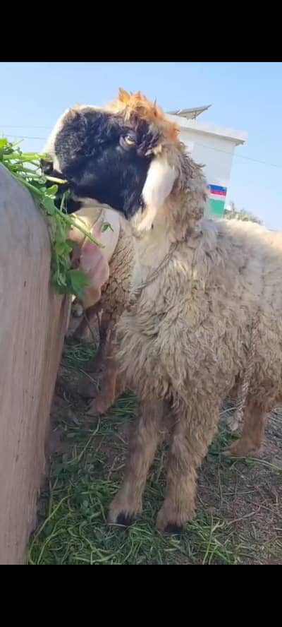 Mundra/chatra/sheep/goat/female