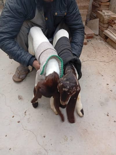 pateri bakri 2 madi bache