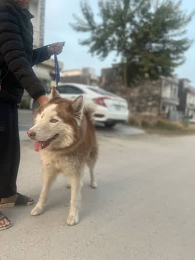 Pedigree double coat trained