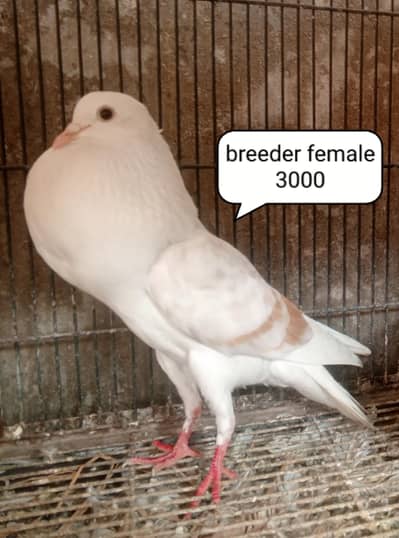 fancy pigeon | kabutar| Jacobin|  frillback saddle | amarican fantail|